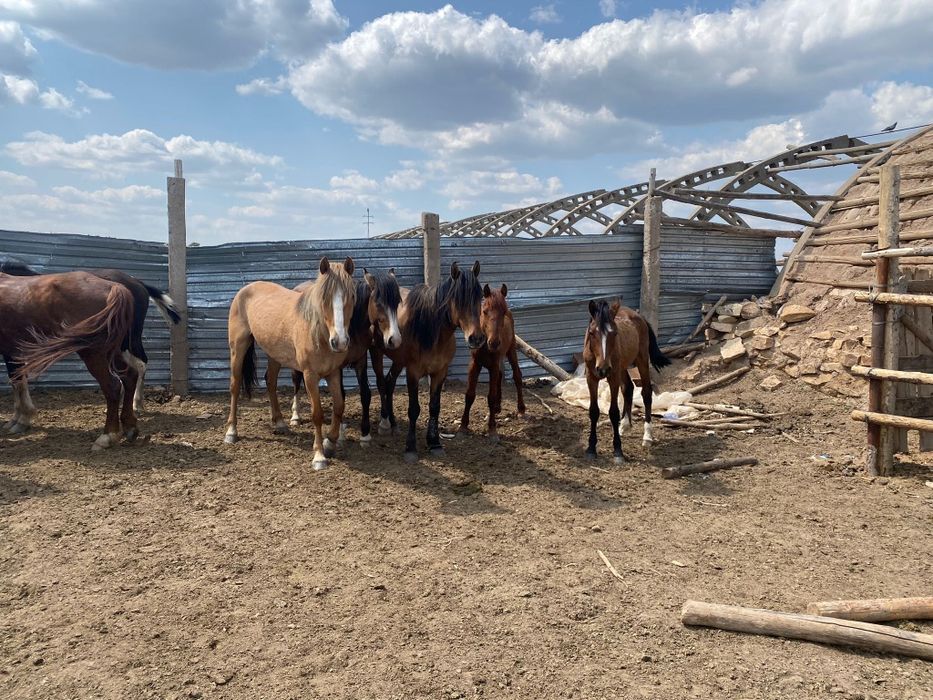 2 Тай, 2 Мерин Ездовых и один двухлетка куна