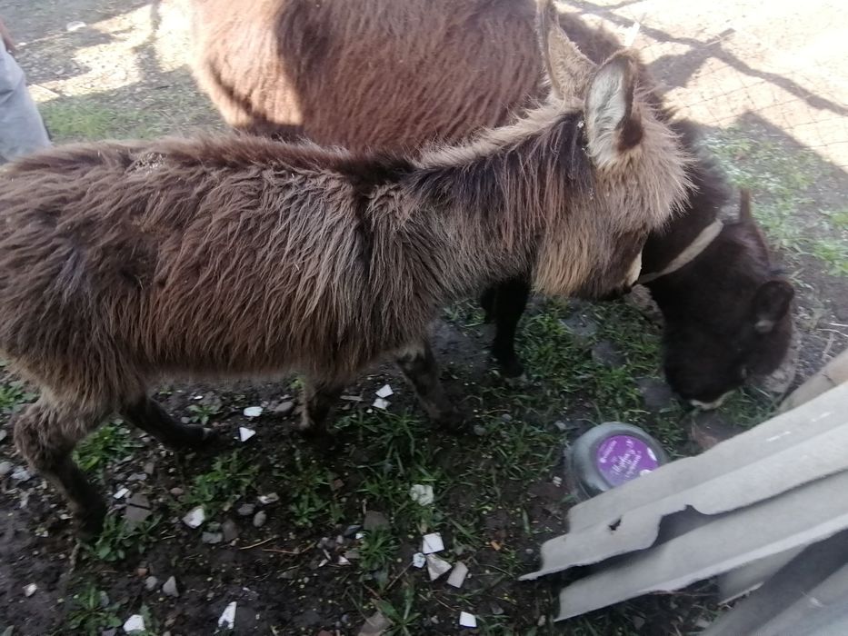 Ишак сатамын продам