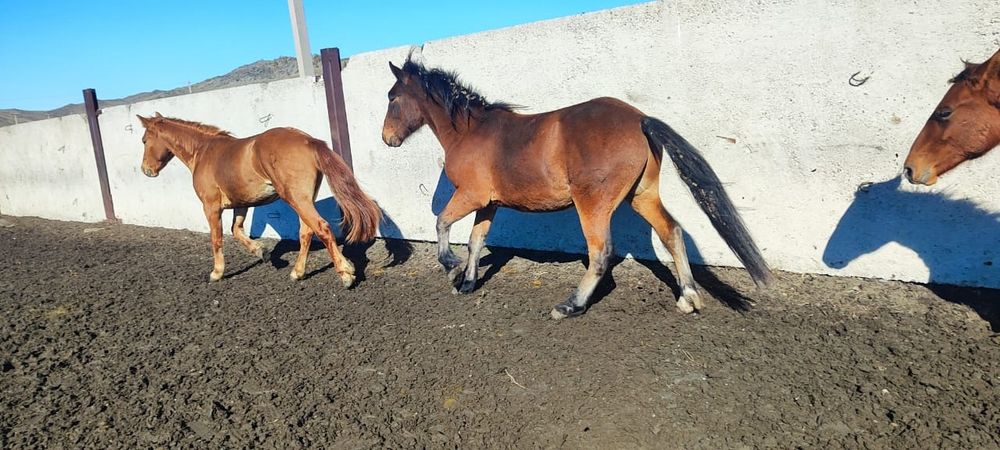 Семыз кунандар сатылат багасы 450-500 мын  арасында Сагыр ауылында тур