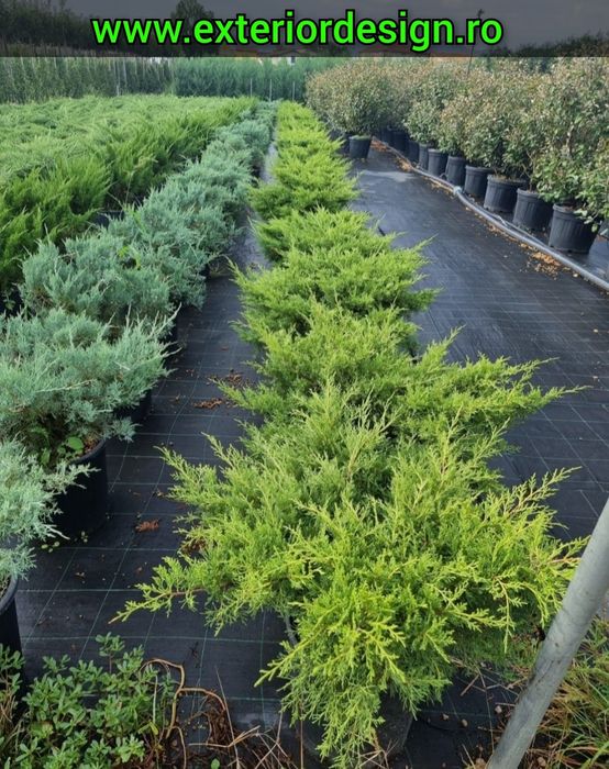 Enupar tarator Prunus Laurocerasus, tei argintiu, mesteacăn leylandii