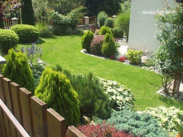 tuia smarald forma piramidala