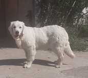 Femela Golden Retriever