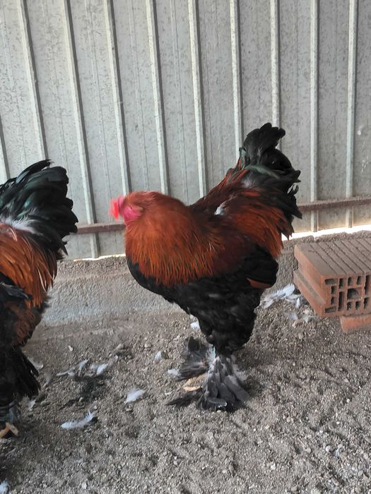 Brahma si cochinchina cocosi