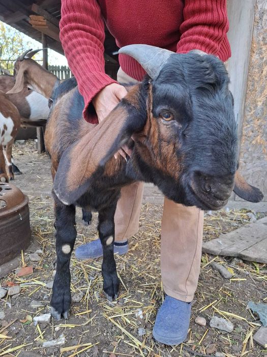 Țăpișori anglonubieni de vanzare