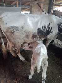 Se vinde vaca cu vitelusa belgiana fatata de o săptămâna
