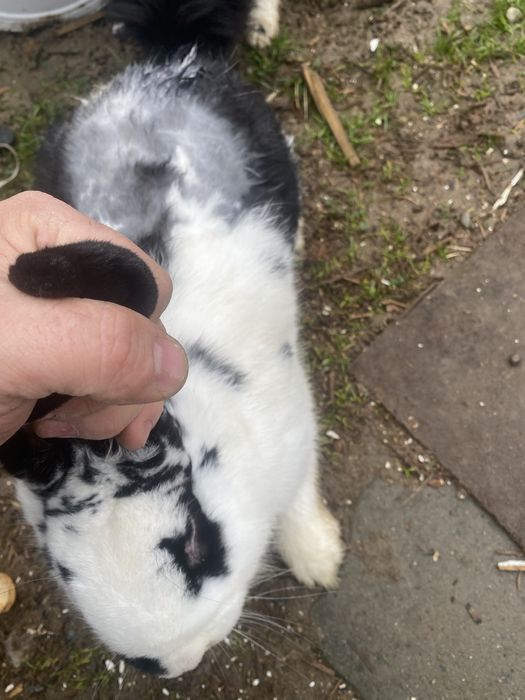 Iepure mascul si femela .