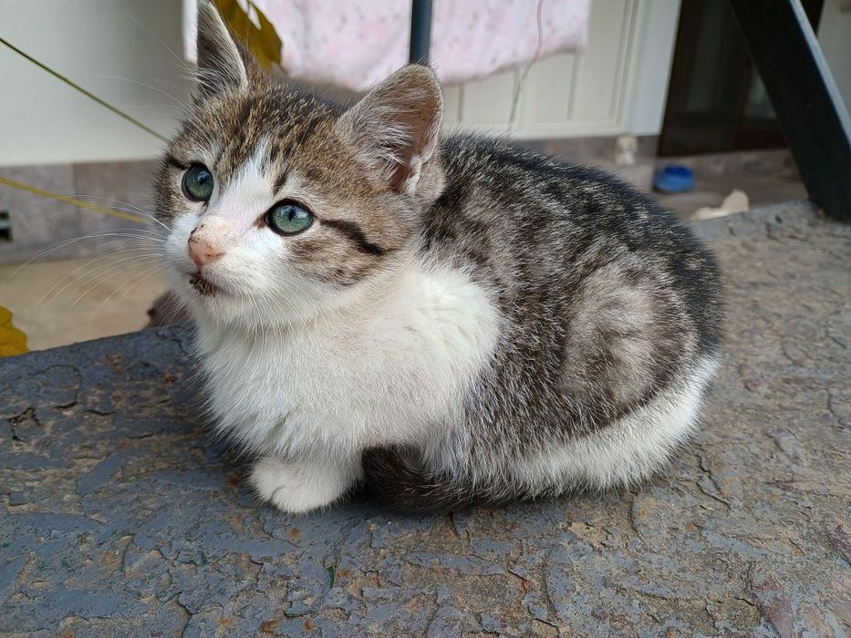 Donez pisica pui de 3 luni este băiat