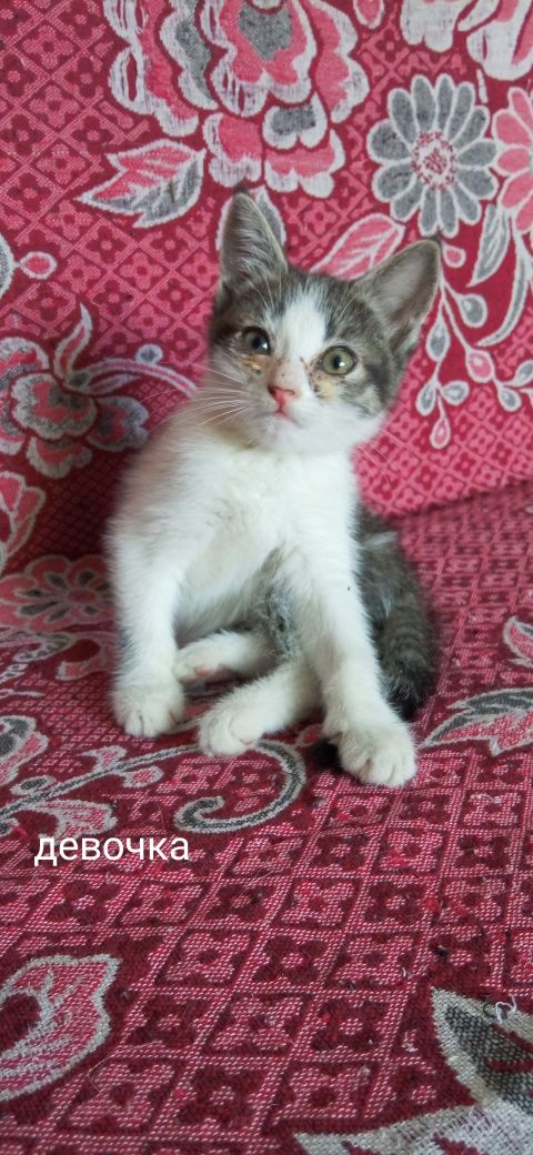 Котята в поисках любящей семьи