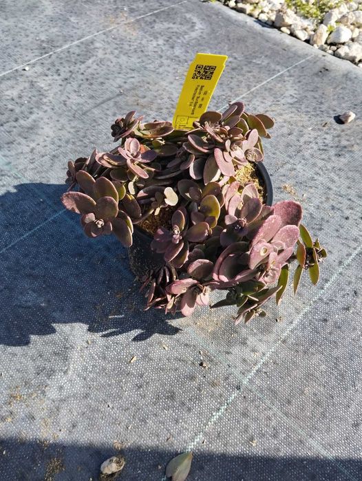 Зелени приятели за дома – сукуленти само по 6 лв! Зарадвайте себе си