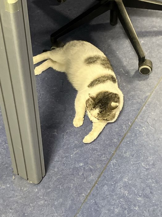 Кот найден. Ищет дом. Ласковый и манерный.