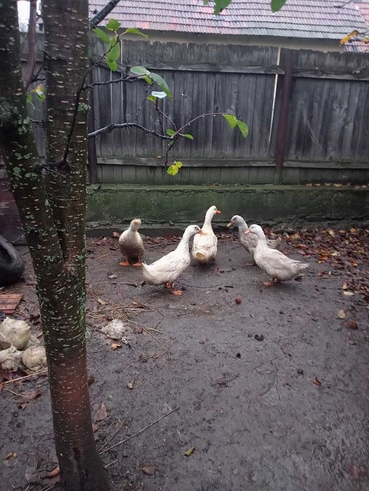 Rățoi Pekin de vânzare.