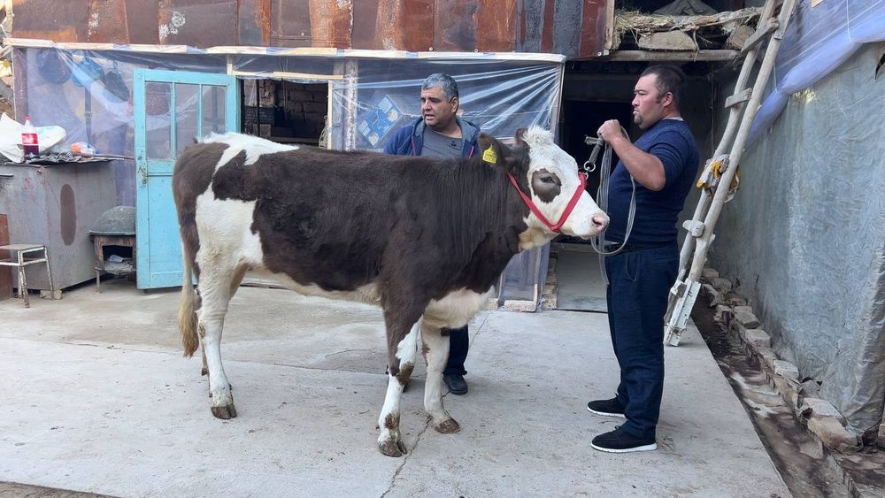 Симентал гибрид ғунажин сотилади