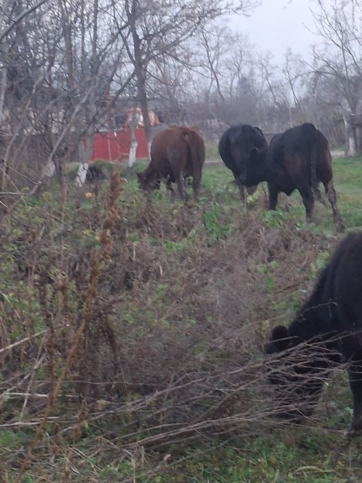 Vând vaci angus cu certificat de origine