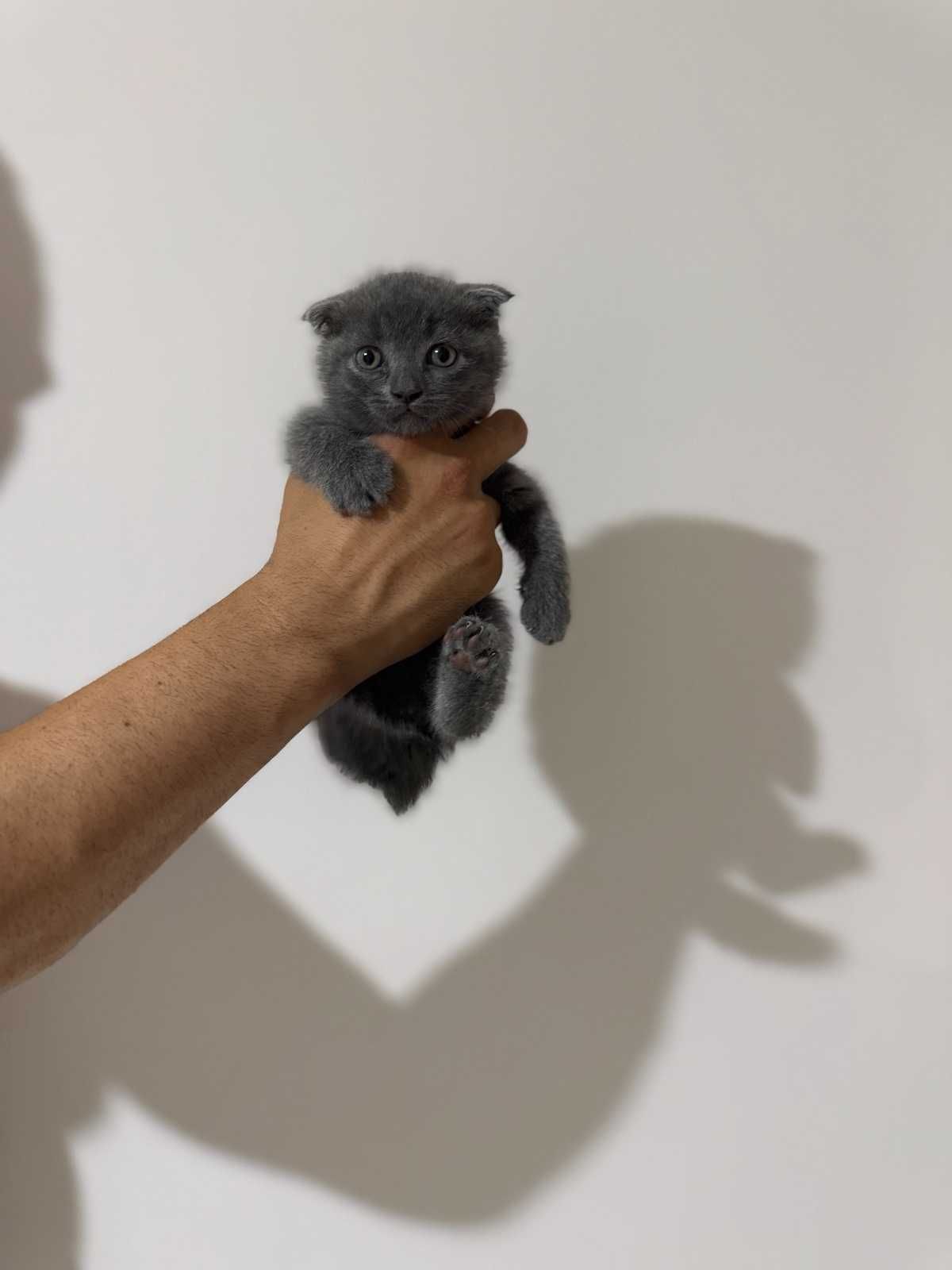 Британско клепоухо котенце