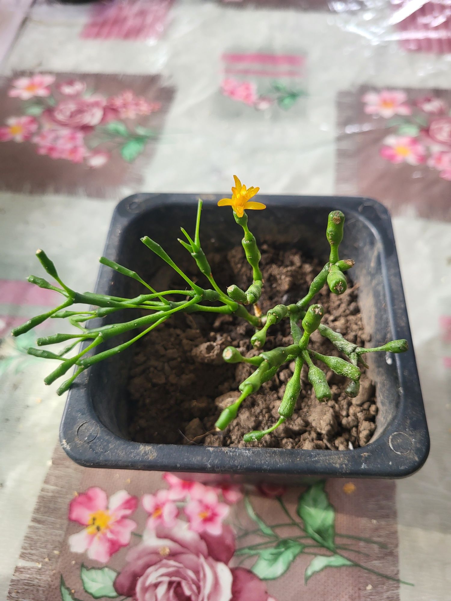 Продам хатиору солеросовую