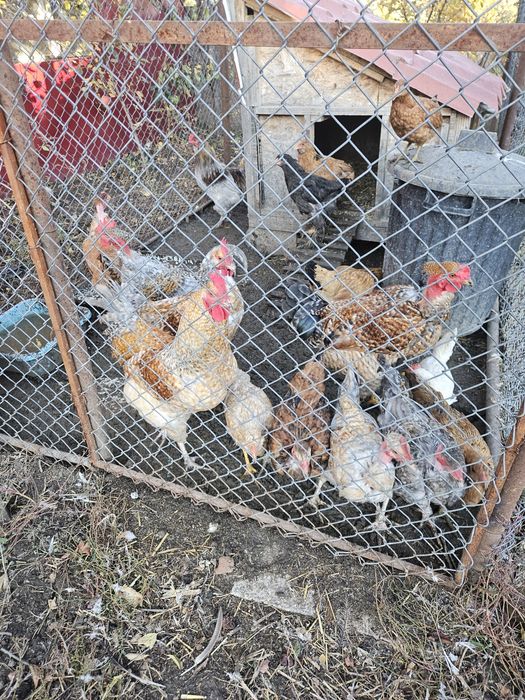 Gaini si cocosi rasa mixta sau/si oua