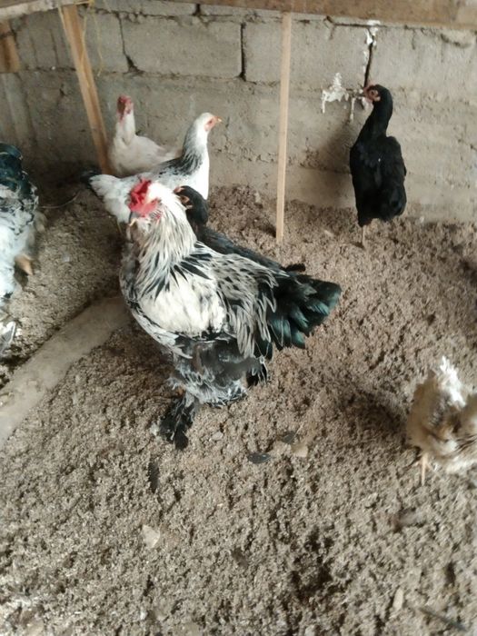 Brama Xoroz  sotilasi