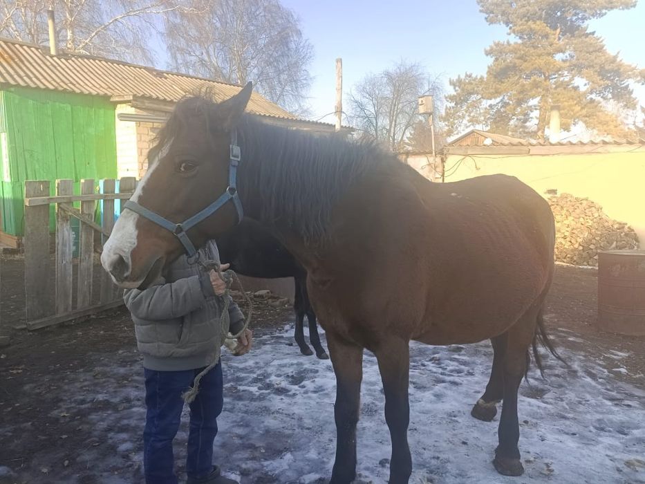 Продам кобылу с жеребёнком