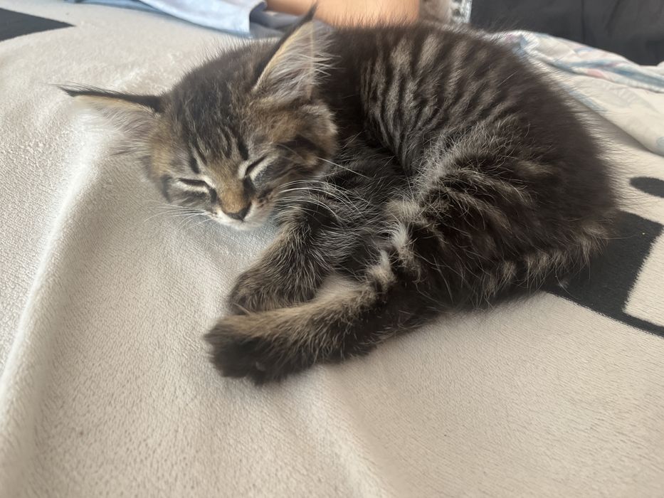 Отдам котят девочки 2 мес