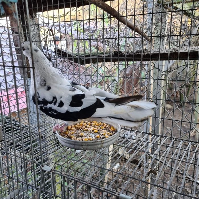 Porumbei diverse rase