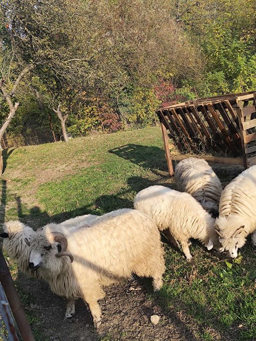 Oi de vânzare mioare