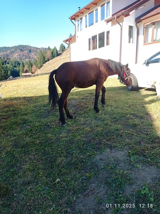 Mânzul manzul are 1 an si 6 luni