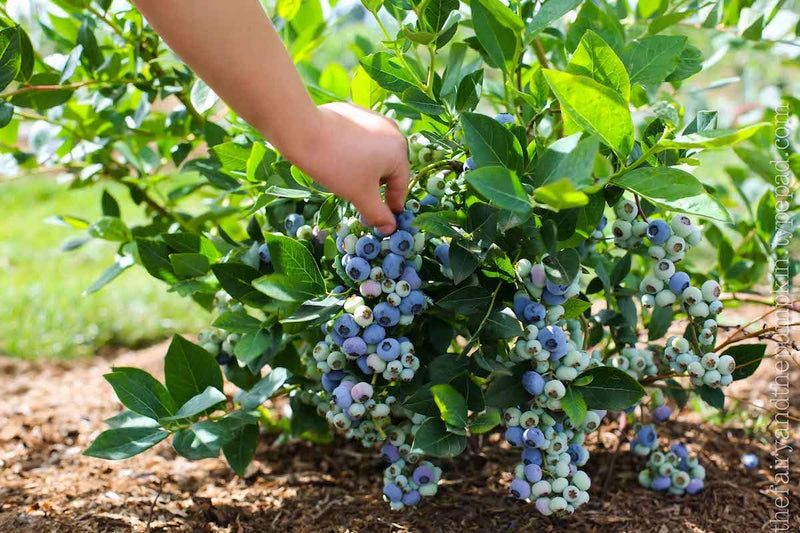 Боровинка (Синьо Злато)/Vaccinium Blue gold