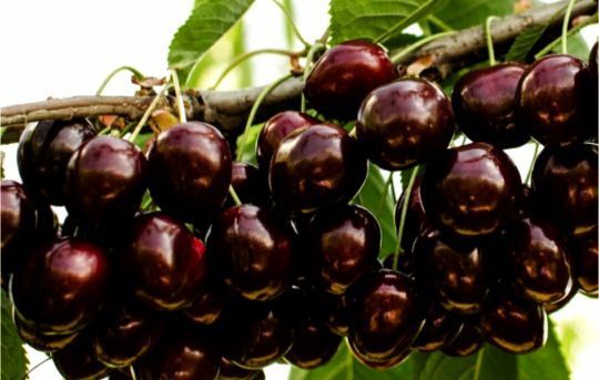 Pomi Fructiferi Glia strămoșească (Soiuri de Cireș )