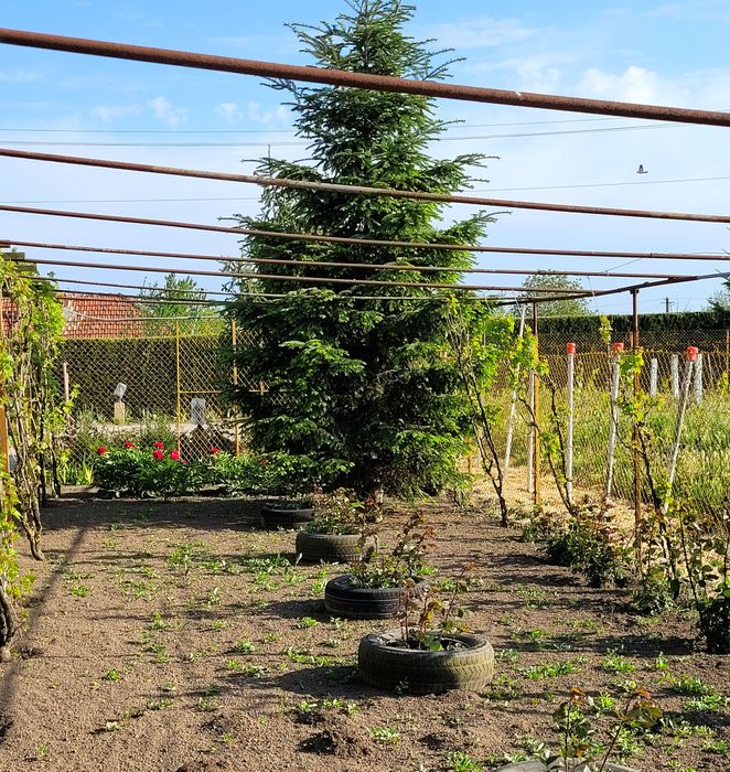 Vand casă com Comana ,sat Orzaru,jud Constanta