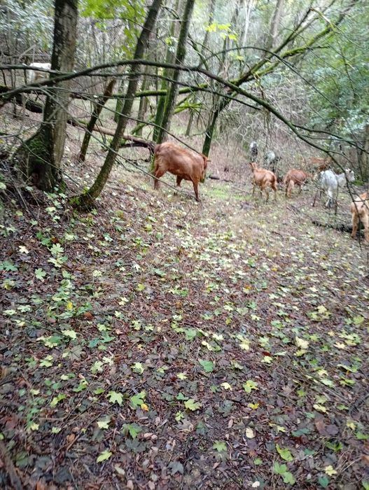 Țap de vanzare tapu este gras