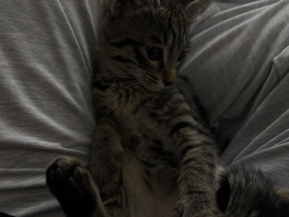 Отдам котенка в добрые руки
