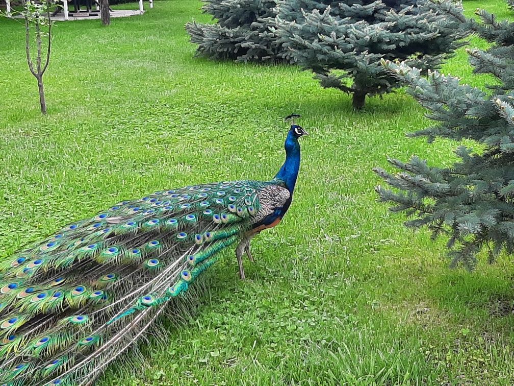 Семья павлинов, самец, самка, 4 павлиненка