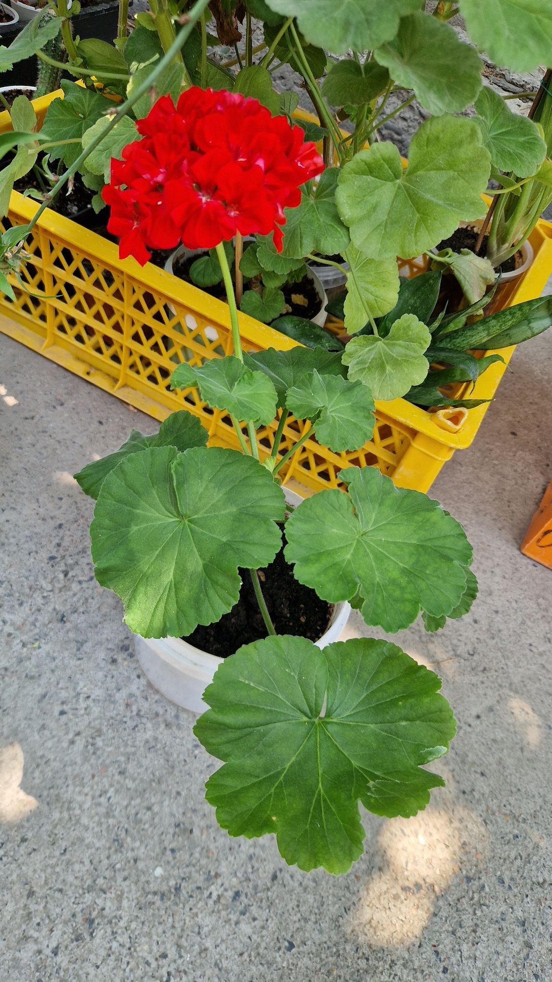 Продам герань красную