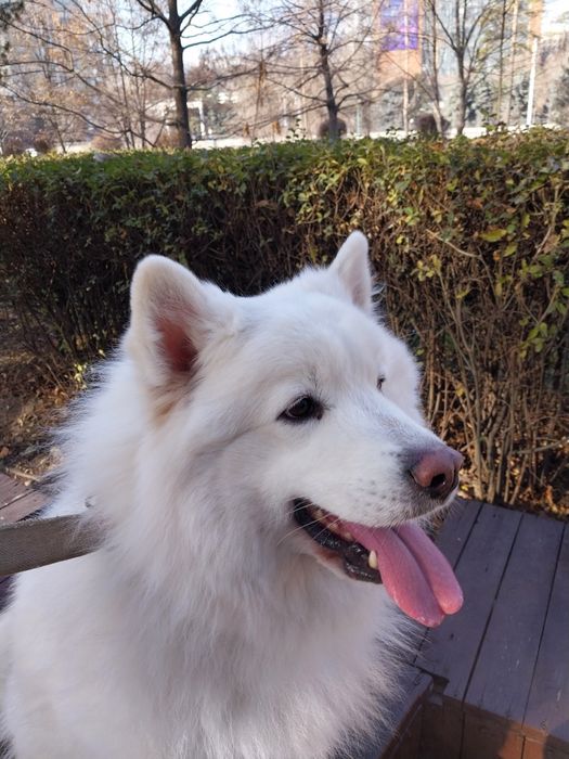 Продам самоедскую лайку девочка 5 лет