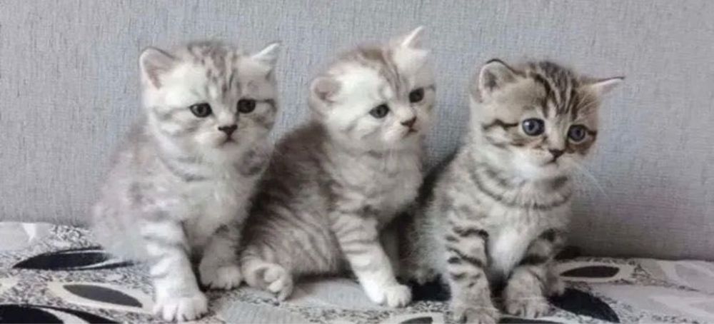 Красивые Котята!