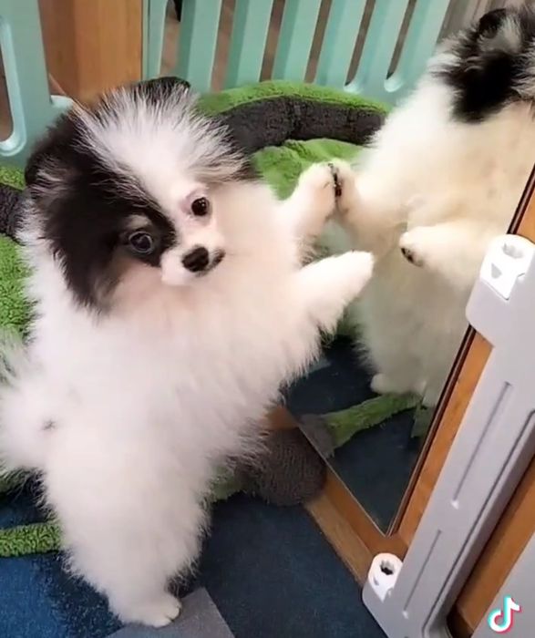 Шпиц померанский,маленькие размеры