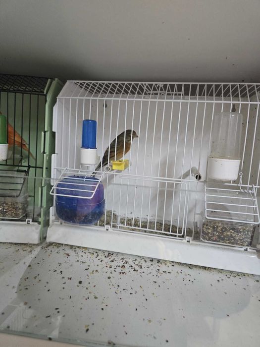 Canari de vanzare