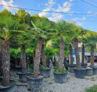 Palmieri 2-3m Calitate superioara,Oriunde in tara!