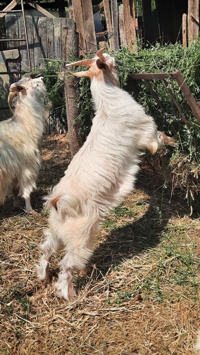‼️Vand ied ( țap )  20 lei/kg în viu‼️
