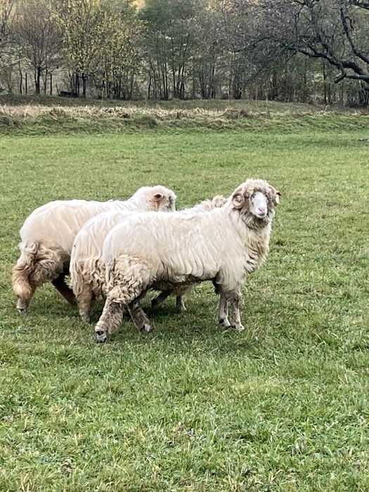 Vând berbecuț băl