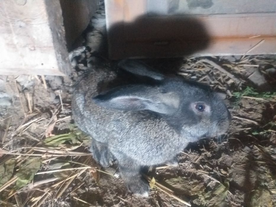 Erkak quyon sotiladi