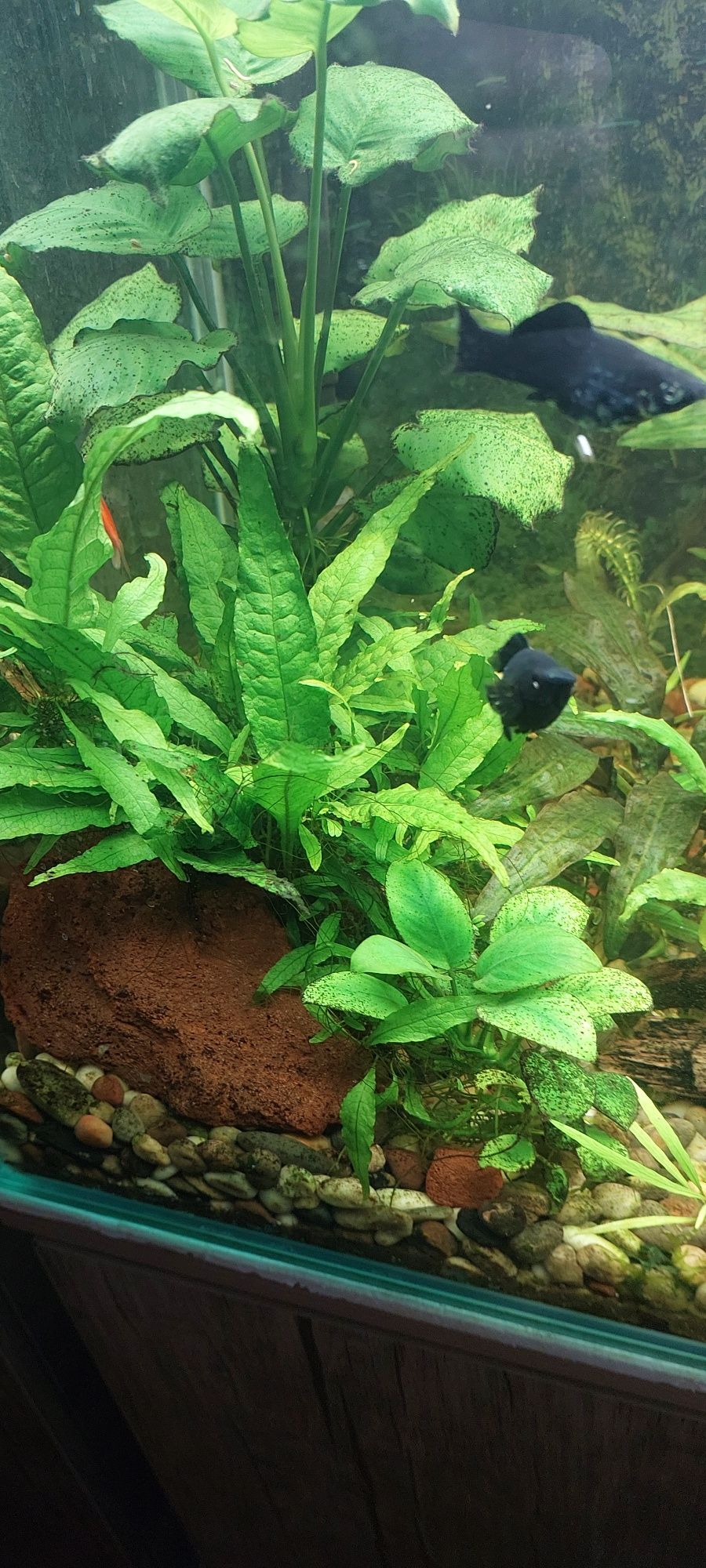 Akvarium sotiladi