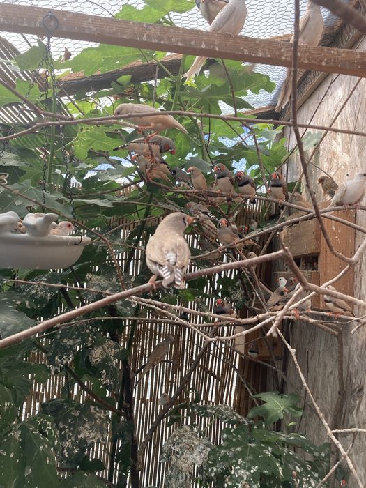 Pereche zebre australiene