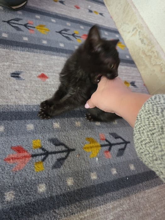 Motănel jucăuș pentru adoptie