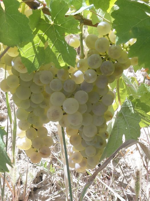 Struguri de vin toate soiurile