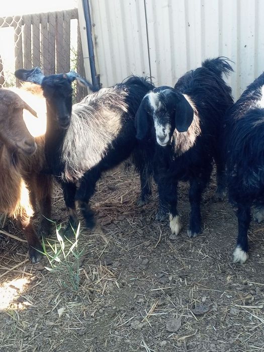 2 та кал гечила сотилади