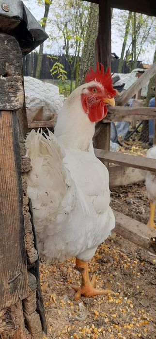 Vând 2 cocosi și 2 gaini