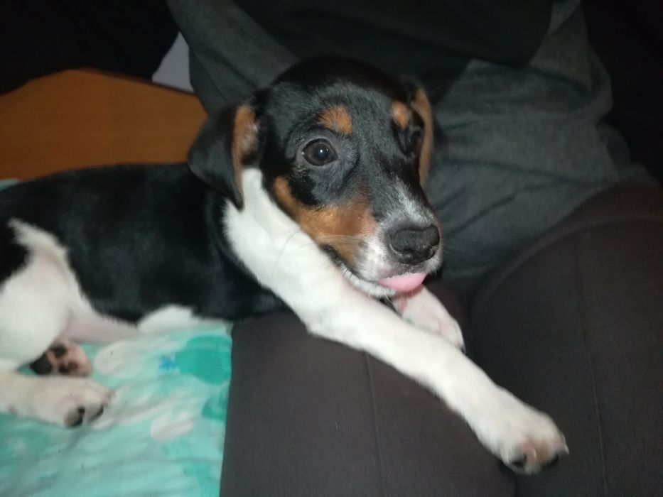 Джак Ръсел бебе