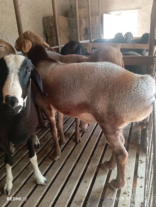 Qoy куй кой qochqorlar sotiladi Aqiqa va boshqa marosmlar 24/7