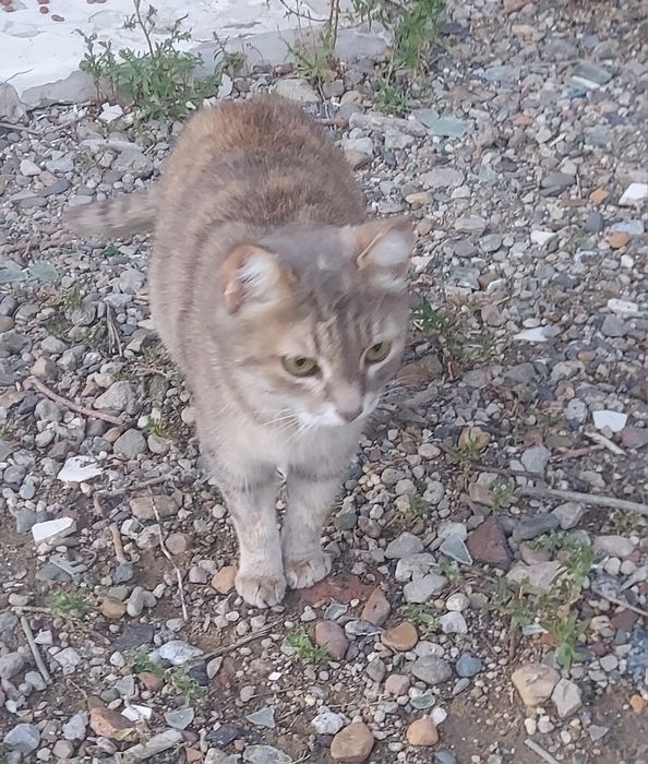 Отдадим в хорошие руки